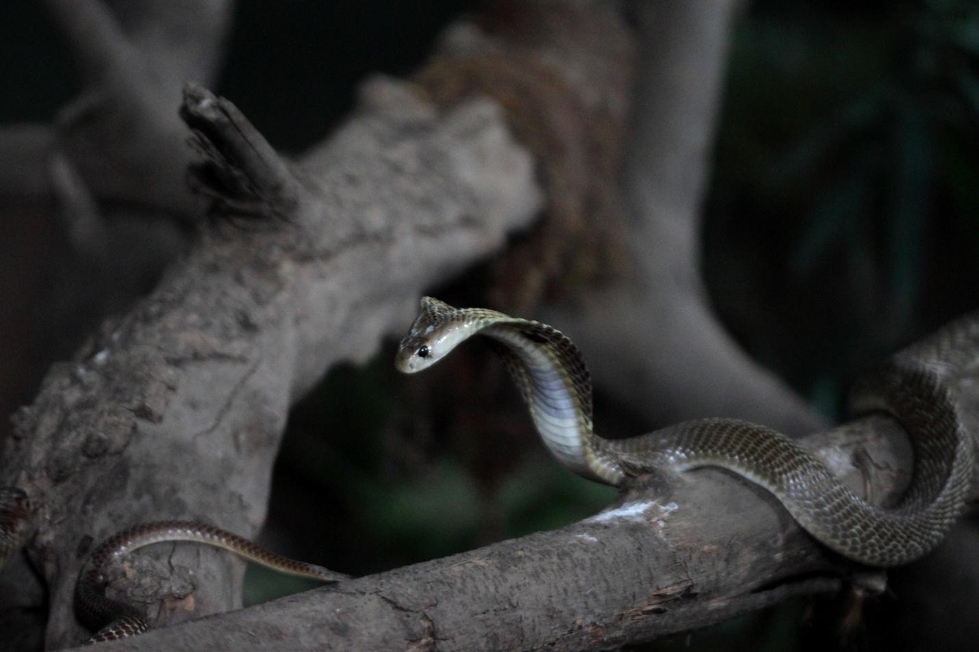 Katraj Snake Park, near Pune, Maharashtra by lingeringcoldness
